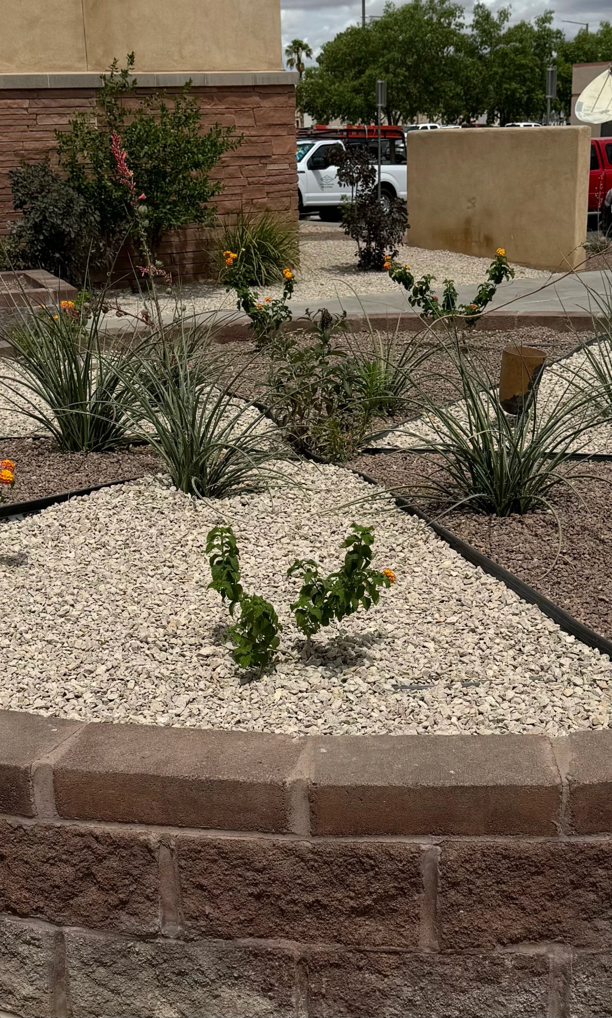 Brainard's Greenscapes raised garden beds with drip irrigation in Las Cruces