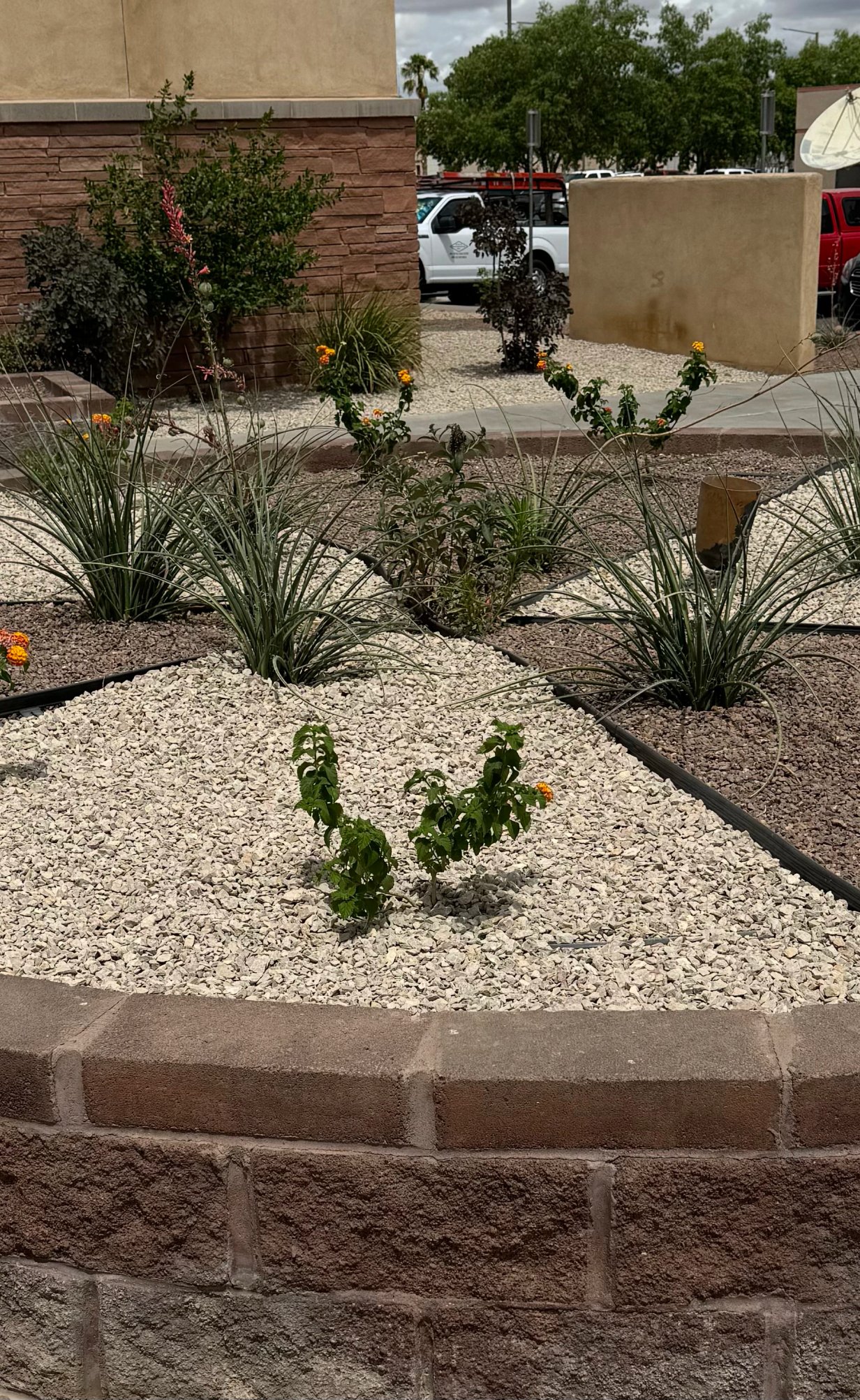Mortared stone border defining a bed line on a Brainard's Greenscapes project in Las Cruces