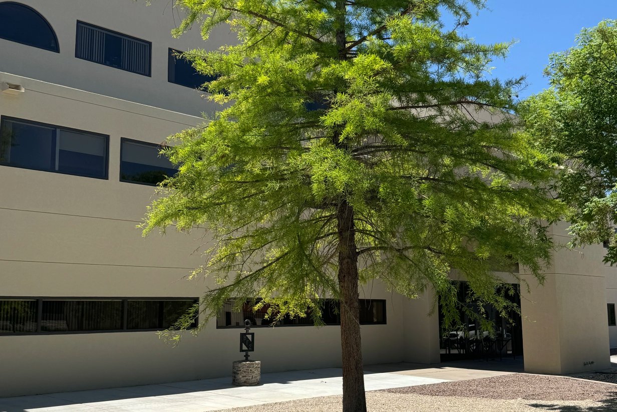 Large lot xeriscape with native plantings in Doña Ana, NM